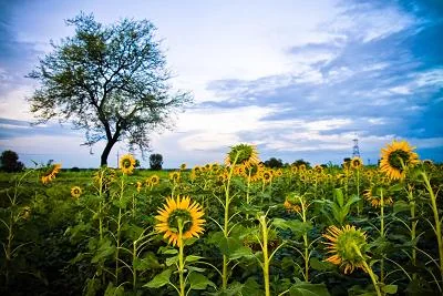 Shegaon Riverfront and Scenic Nature Point