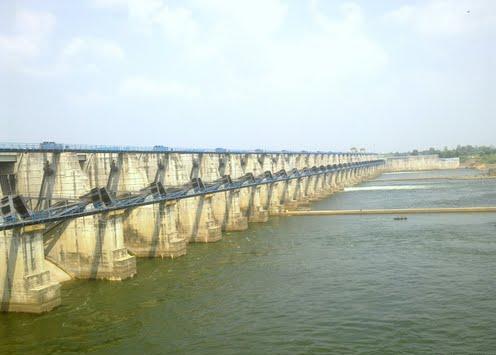 Pauni