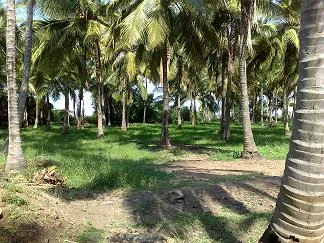 Tirunelveli District Cultural Heritage and Ancient Temples