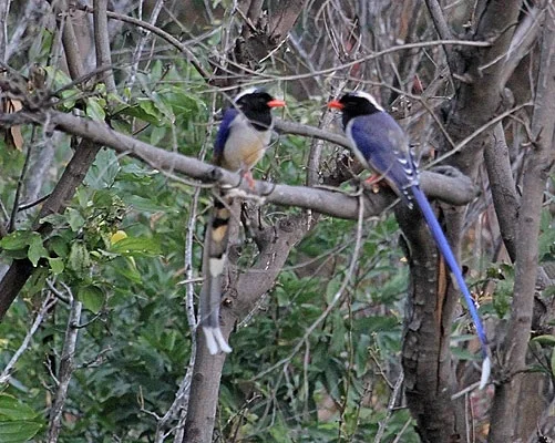 Kilbury Bird Sanctuary Forest Pangot Nainital Uttarakhand