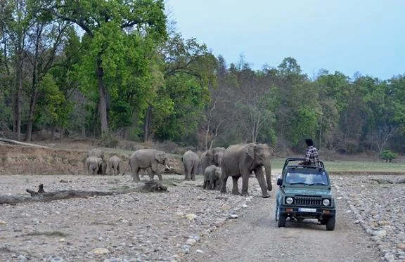 Rajaji Tiger Reserve Sal Forests and Open 4x4 Jeep Safari Tracks