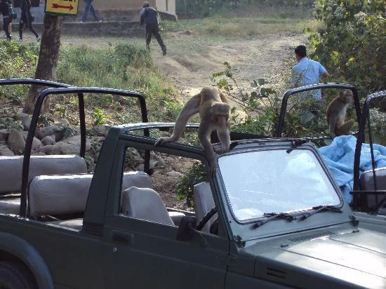 Bijrani Safari Zone Jim Corbett National Park Uttarakhand