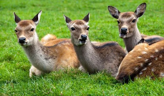 Spotted Deer Herd in Ballavpur Wildlife Sanctuary Shantiniketan
