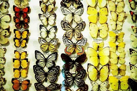 Thumboormuzhy Butterfly Safari Park and Southern Birdwing Butterflies in Kerala