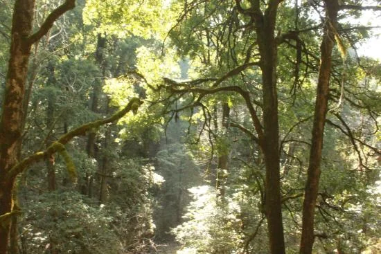 Salim Ali Bird Sanctuary Thattekad Avian Rainforests Near Munnar Kerala