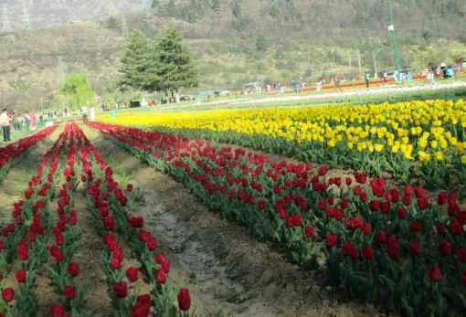 Indira Gandhi Memorial Tulip Garden Srinagar