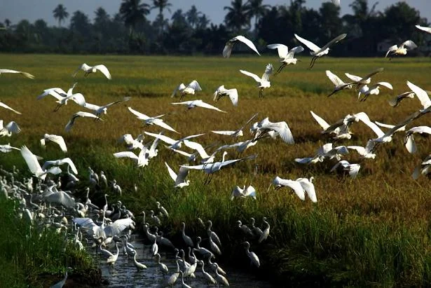Migratory Birds and Waterfowl in Keoladeo Wetland Sanctuary