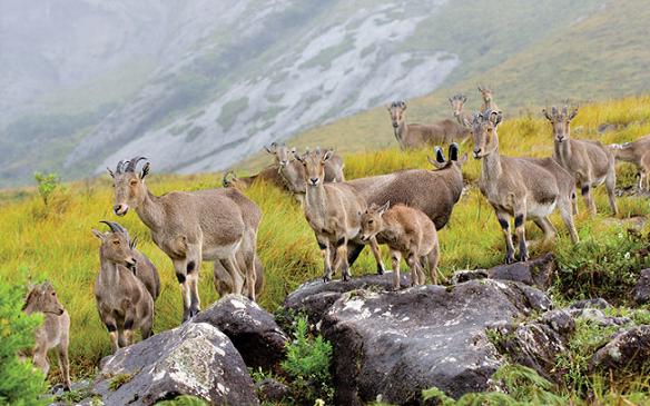Eravikulam National Park