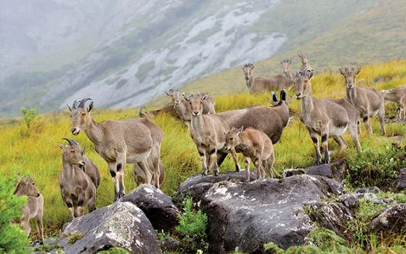 Eravikulam National Park Montane Grasslands and Anamudi Foothills