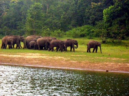 Periyar National Park