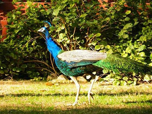 Gajner Wildlife Sanctuary