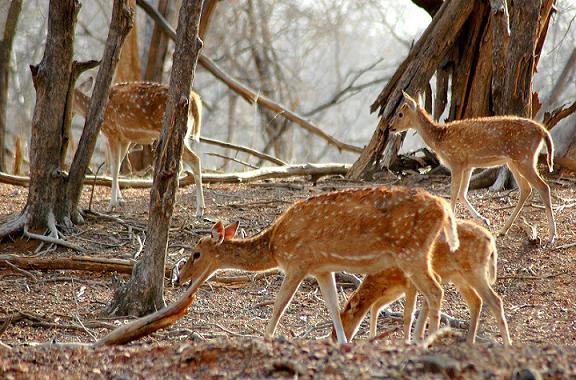 Wildlife Sanctuary