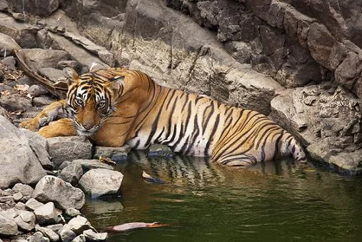 Ranthambore National Park