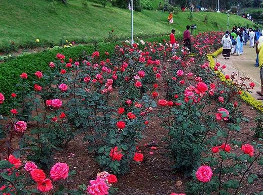Colorful Rose Gardens and Seasonal Flower Displays in Munnar