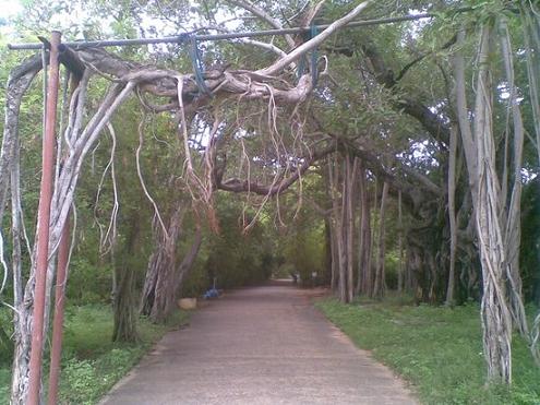The Huddleston Gardens