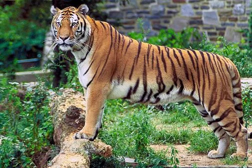 Mundathurai Tiger Sanctuary Kanyakumari