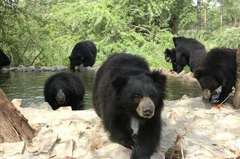 Indian Leopards, Dholes and Spotted Deer Wildlife in South Indian Forests