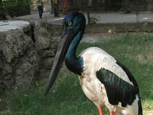 Lucknow Zoo In Lucknow Uttar Pradesh Timings, Facts