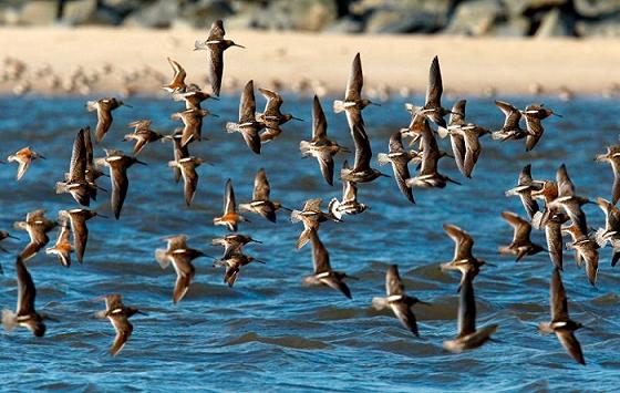 Okhla Bird Sanctuary