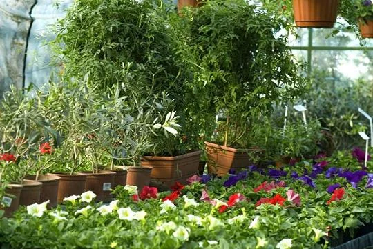 Botanical Garden Noida