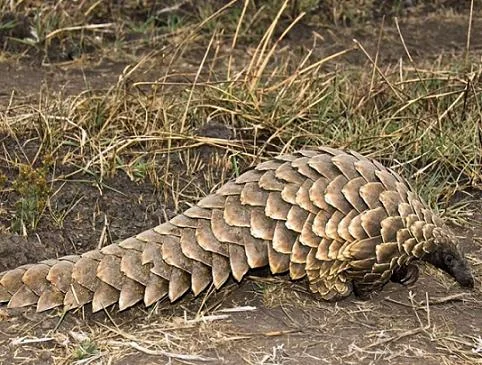 Singalila National Park