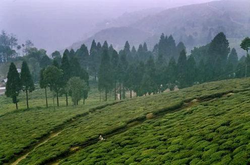 Happy Valley Tea Estate