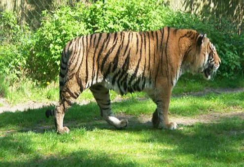 Tiger Zoo