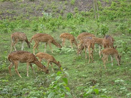 Mrugavani National Park Hyderabad