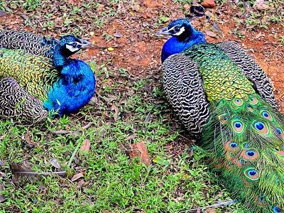 Indira Gandhi Zoological Park