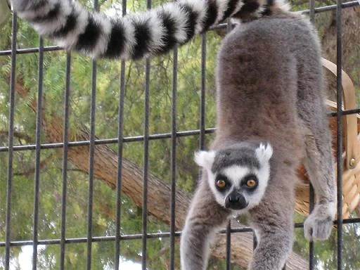 Gibbon Wildlife Sanctuary Jorhat