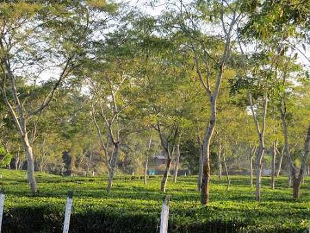 Jorhat