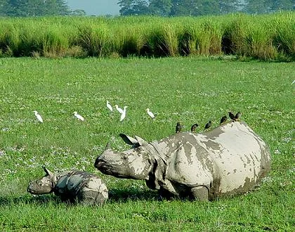 Wild Asiatic Water Buffaloes and Swamp Deer in Kaziranga Wetlands