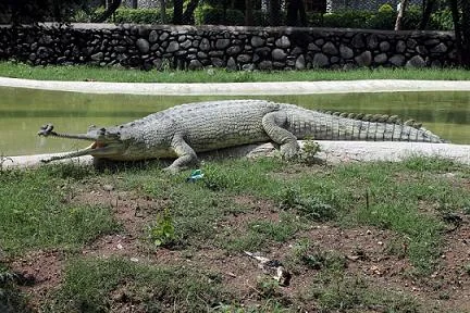 Chattbir Zoo