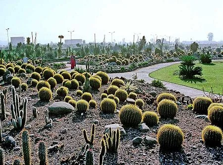 Cactus Gardens