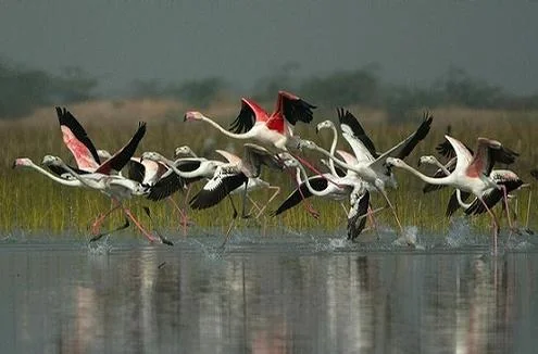 Nal sarovar Bird Sanctuary Ahmedabad