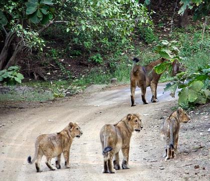 Junagadh Zoo