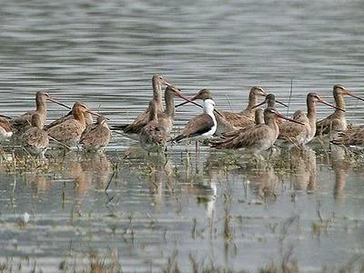 Sultanpur Bird Sanctuary