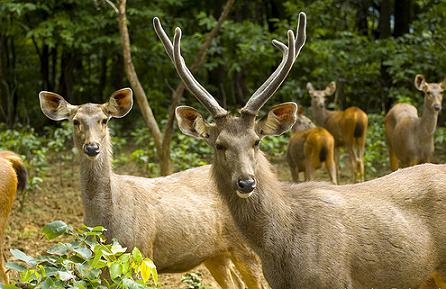 Dalma Wildlife Sanctuary