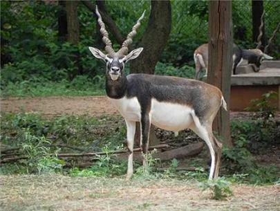 Birsa Zoological Park