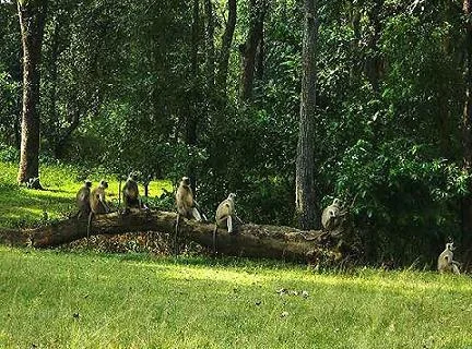 Nagzira Wildlife Sanctuary Dense Teak Forest and Wildlife in Maharashtra
