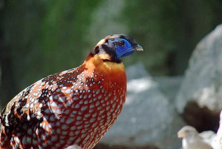 Kohima Zoo In Kohima Nagaland Timings, Facts Kohima Zoo In Kohima Nagaland Timings, Facts