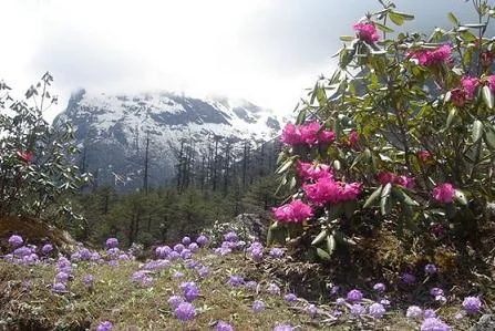 Shingba Rhododendron Sanctuary Blooming Wild Flowers in Yumthang Valley Sikkim