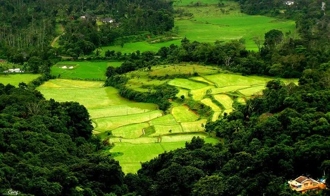 Scenic Mist Covered Hills and Rolling Coffee Valleys in Coorg Karnataka