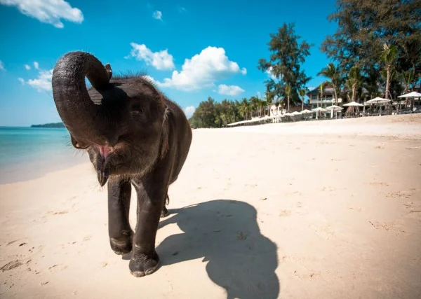 Dubare Elephant Camp Training and Care Grounds