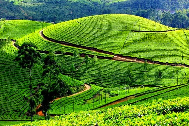 Kolukkumalai World Highest Tea Plantation and Cloud Bed Sunrise in Munnar Kerala