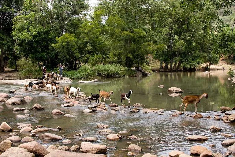 Chinnar Wildlife Sanctuary Scrublands and Riverine Forests in Munnar Kerala