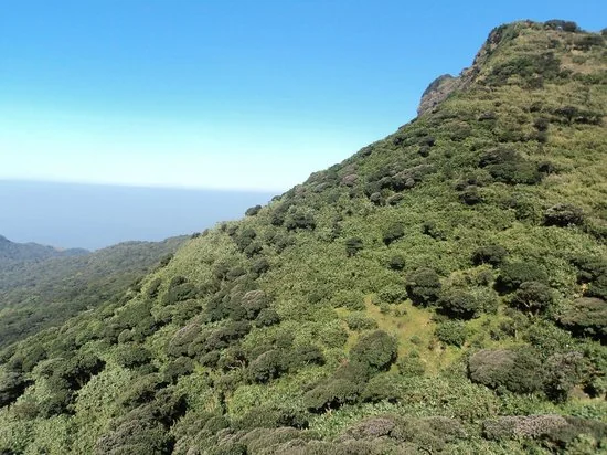 Agasthyakoodam Peak Overlooking Neyyar Wildlife Sanctuary
