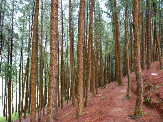 Vagamon Pine Valley Forest and Mountain Ridges