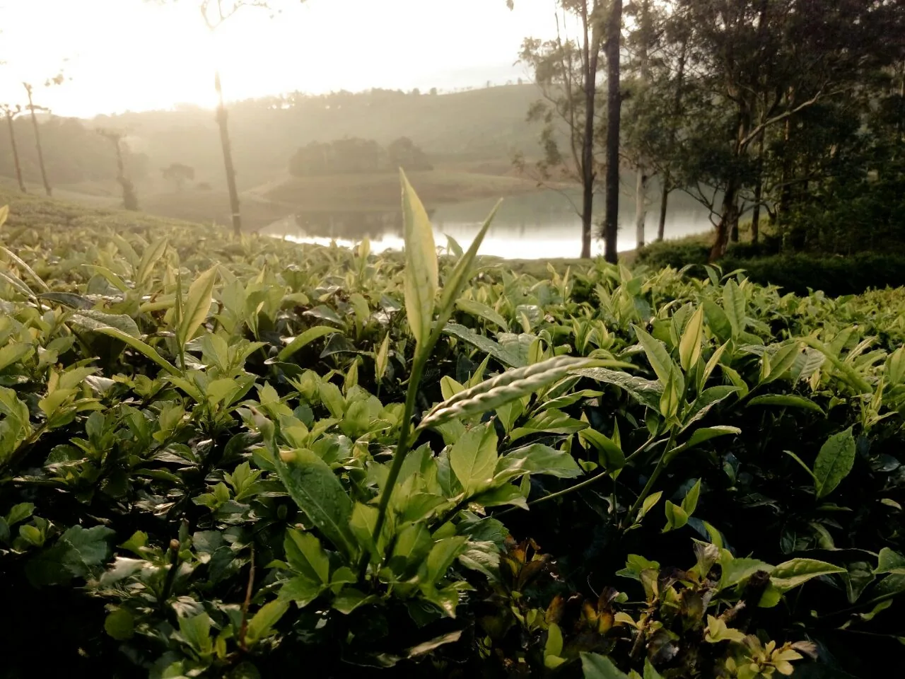 Anakkayam Elephant Lake and Mountain Rainforest Pools in Athirappally Kerala