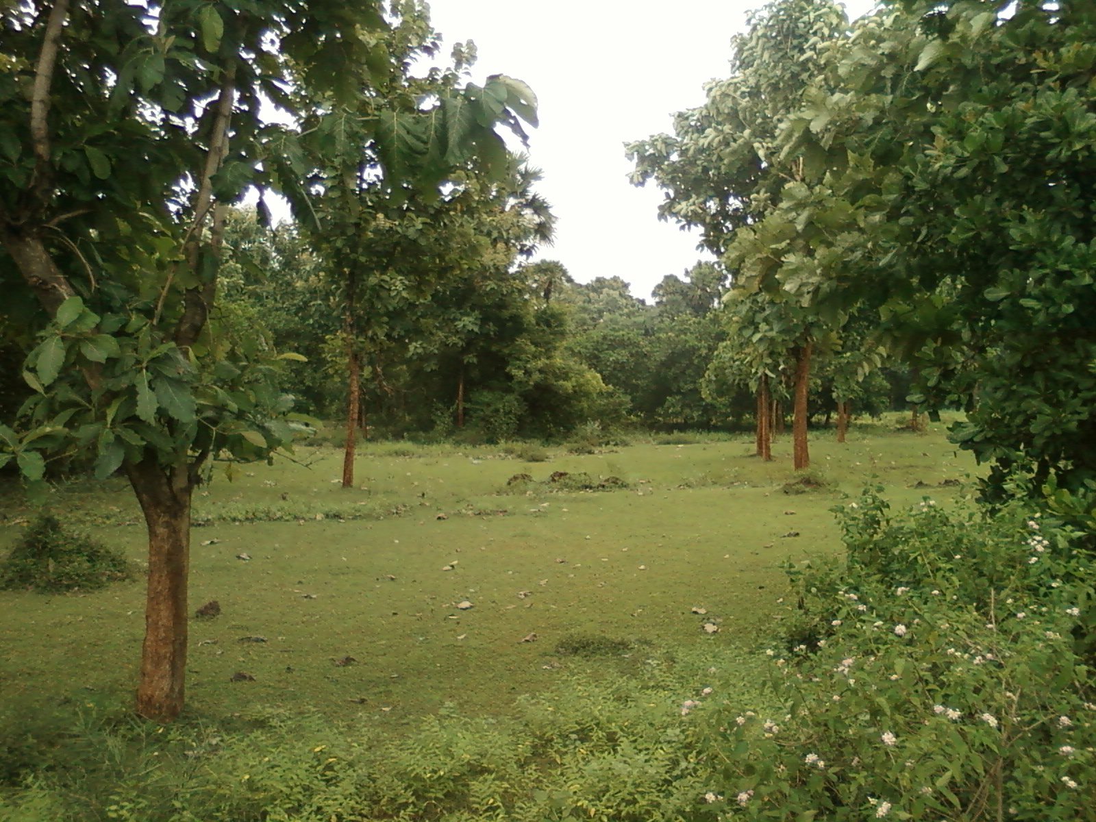 Sambara Polamamba Ammavari Temple and Jathara